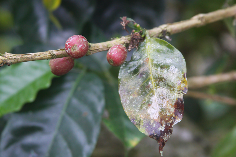 A coffee plant sprayed with a copper solution to combat the roya