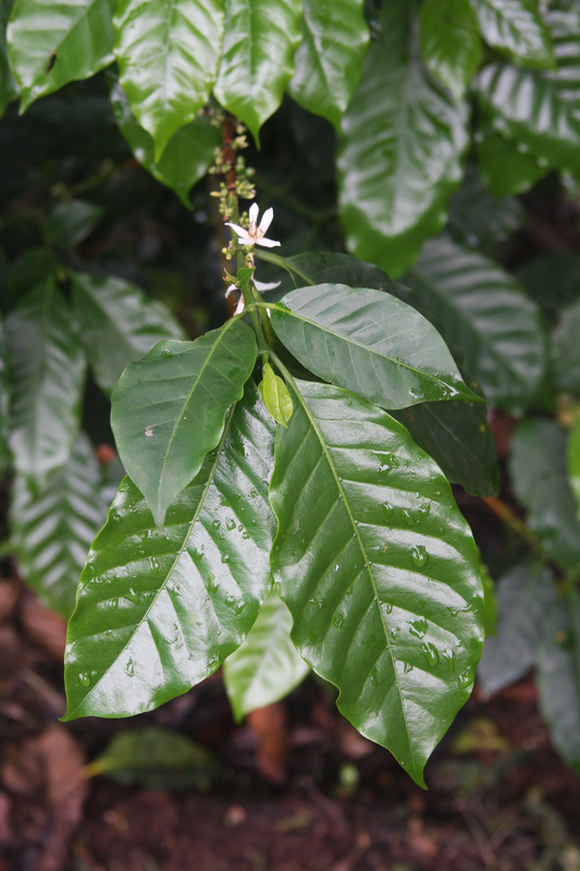 A healthy coffee plant with blossoms