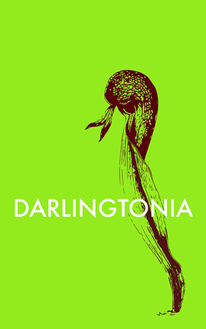 Medium_darlingtonia_rgb