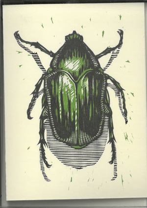 Medium_beetle